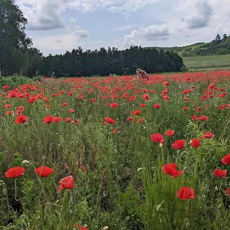 Haz A Hold Utcaban *