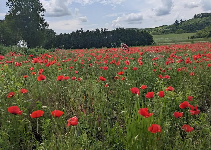 Haz A Hold Utcaban *