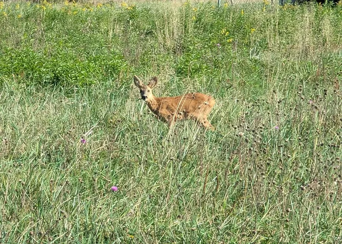 Haz A Hold Utcaban * Kehidakustány